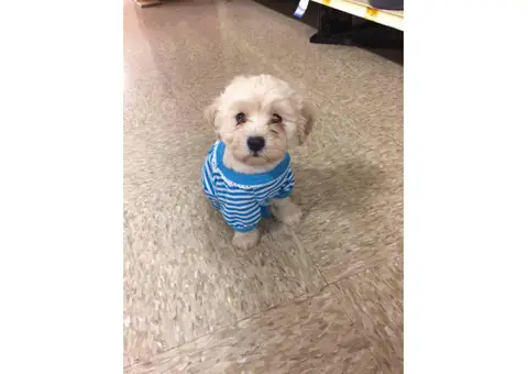 2 month old Maltipoo puppies for sale