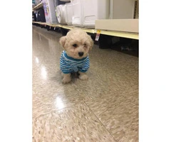 2 month old Maltipoo puppies for sale - 2