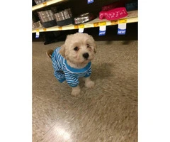 2 month old Maltipoo puppies for sale - 3