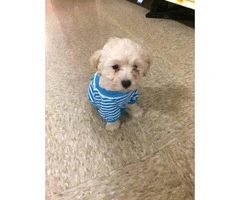 2 month old Maltipoo puppies for sale - 4