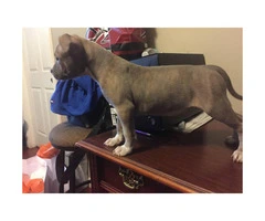 Three Female American bully puppies Available