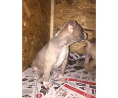 Three Female American bully puppies Available - 2
