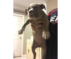 Three Female American bully puppies Available - 3