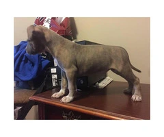 Three Female American bully puppies Available - 4
