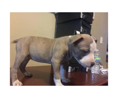 Three Female American bully puppies Available - 5