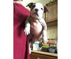 Three Female American bully puppies Available - 6