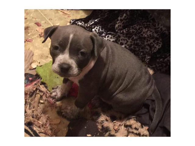Blue American Bully Puppies for Sale 2 Females Left in