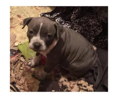 Blue American Bully Puppies for Sale - 2 Females Left - 2