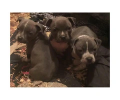 Blue American Bully Puppies for Sale - 2 Females Left - 3