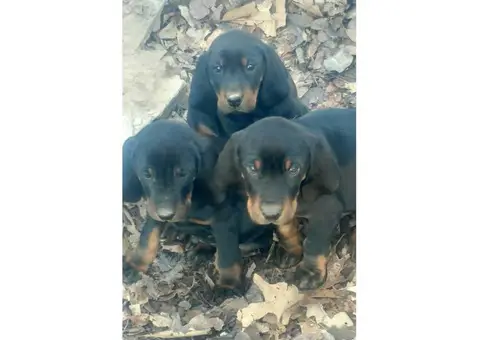Black and Tan Coonhound Puppies deserve a good home