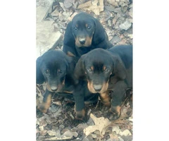 Black and Tan Coonhound Puppies deserve a good home