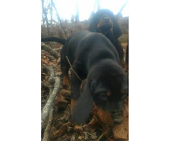 Black and Tan Coonhound Puppies deserve a good home