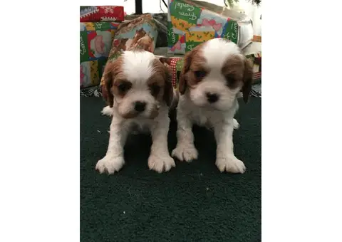 Cavalier King Charles puppies - Full AKC registration