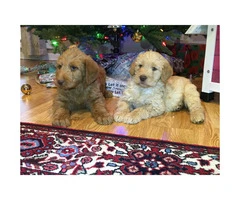 Goldendoodle Puppies for Sale - 4 males and 1 female left