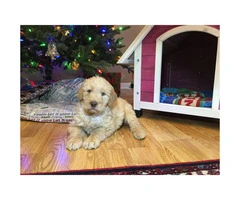 Goldendoodle Puppies for Sale - 4 males and 1 female left - 2
