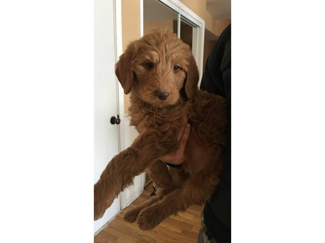 Goldendoodle Puppies for Sale - 4 males and 1 female left ...