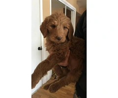 Goldendoodle Puppies for Sale - 4 males and 1 female left - 3