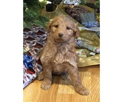 Goldendoodle Puppies for Sale - 4 males and 1 female left - 4