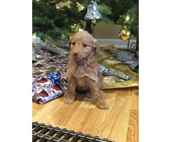 Goldendoodle Puppies for Sale - 4 males and 1 female left - 6