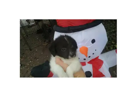 Female Toy Chi-Poo Puppies Available