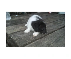 Female Toy Chi-Poo Puppies Available - 3
