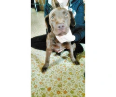 Lovely Chocolate Lab Puppy - 4 Months old - 3