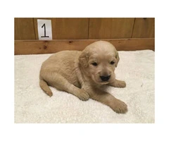 Adorable F1 Goldendoodle Retriever puppies for Sale - 2