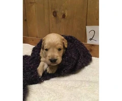 Adorable F1 Goldendoodle Retriever puppies for Sale - 3