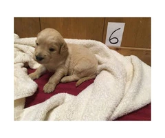 Adorable F1 Goldendoodle Retriever puppies for Sale - 4