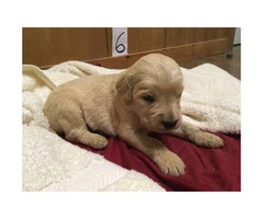 Adorable F1 Goldendoodle Retriever puppies for Sale - 5