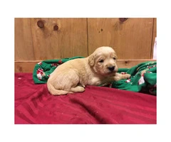 Adorable F1 Goldendoodle Retriever puppies for Sale - 6