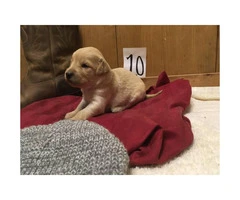 Adorable F1 Goldendoodle Retriever puppies for Sale - 7