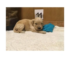 Adorable F1 Goldendoodle Retriever puppies for Sale - 8