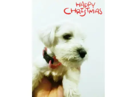 White Miniature Schnauzer Puppies for Sale 3 females 2 males Available