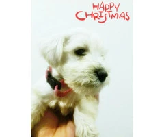 White Miniature Schnauzer Puppies for Sale 3 females 2 males Available