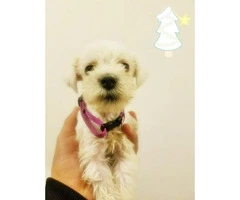 White Miniature Schnauzer Puppies for Sale 3 females 2 males Available - 2
