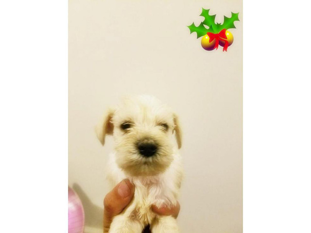 White Miniature Schnauzer Puppies for Sale 3 females 2 males Available