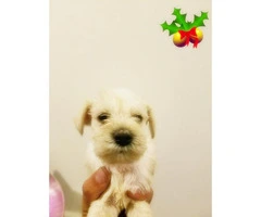 White Miniature Schnauzer Puppies for Sale 3 females 2 males Available - 4