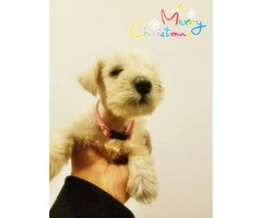 White Miniature Schnauzer Puppies for Sale 3 females 2 males Available - 5