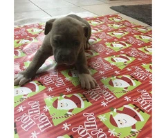 Blue Nose Pit Bull Puppies are ready to be adopted - 2