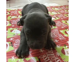 Blue Nose Pit Bull Puppies are ready to be adopted - 3