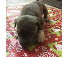 Blue Nose Pit Bull Puppies are ready to be adopted - 4