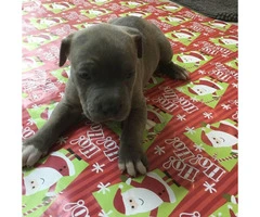 Blue Nose Pit Bull Puppies are ready to be adopted - 5