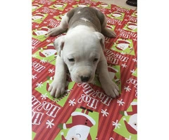 Blue Nose Pit Bull Puppies are ready to be adopted - 7