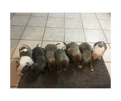 Blue Nose Pit Bull Puppies are ready to be adopted - 8