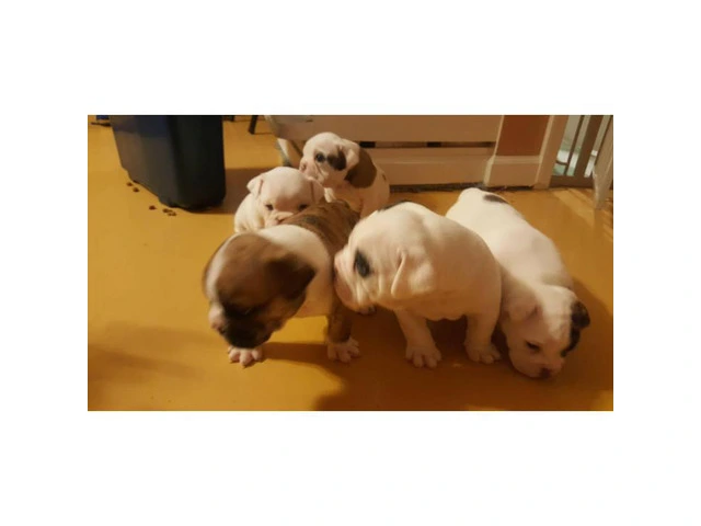 English bulldog for sale - 3 Puppies Left