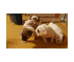 English bulldog for sale - 3 Puppies Left