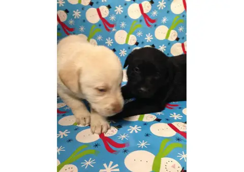 AKC registered Labrador Retriever puppies All set just in time for Christmas