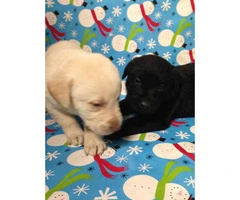 AKC registered Labrador Retriever puppies All set just in time for Christmas