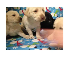 AKC registered Labrador Retriever puppies All set just in time for Christmas - 2